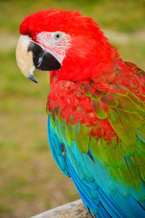 Colorful parrot.Scarlet Macaw