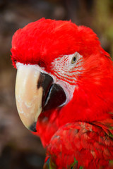 Colorful parrot.Scarlet Macaw