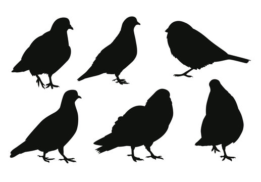 Set of birds silhouettes