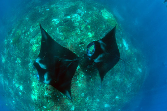 Incredible underwater world - Manta birostis in the Indian Ocean. Diving and wide angle underwater photography. Bali, Indonesia.