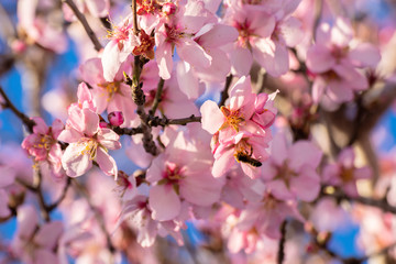 close up of flowering almond trees. Beautiful almond blossom on the branches. Spring almond tree pink flowers with branch and blue sky outdoors. Magical and natural Background
