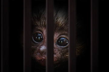 image of a young monkey suffering in a cage illegal contraband of animals.