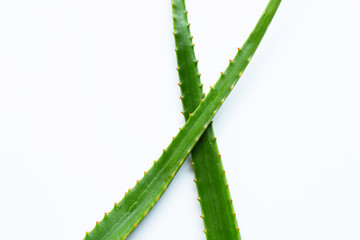 Naklejka premium Aloe vera with red thorns on white
