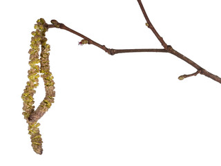 Common hazel tree twig with male and female catkins isolated on white background. Corylus avellana, monoecious plant.