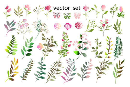 Botanical collection. Herbs, leaves, flowers. A set of decorative elements.Vector illustration. Variety of shapes and colors.