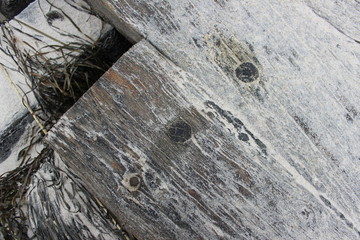 wrack detail Weststrand Prerow Fischland Darß