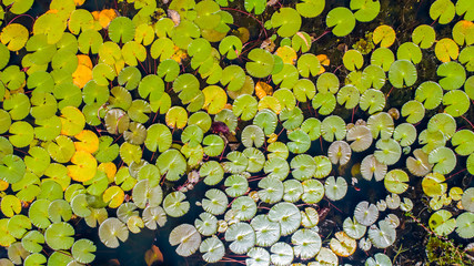 Lotus leaves in the marshes nature 3