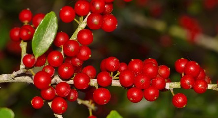 A cluster of ripe red berries along a branch of a Yaupon Holly tree during a Houston Winter. The berries contain caffeine and were used by Native Americans to make tea.