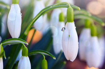 Snowdrops on bokeh background in sunny spring garden under sunbeams.
