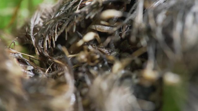 macro shot of worms eating frantically the decomposing body of a dead bird on the ground