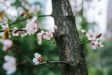 Spring flowers: Prunus cerasifera or common names cherry plum and myrobalan plum branch with flowers.