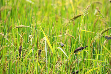 A bird eating on the trees in the field.