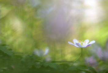 Single wood anemone