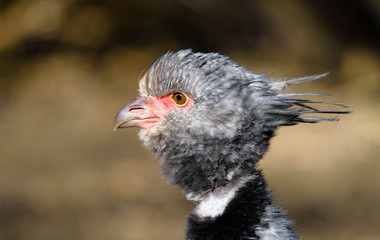 Close up portrait of a southern screamer or crested screamer (Chauna torquata) bird at the Pilsen, ZOO