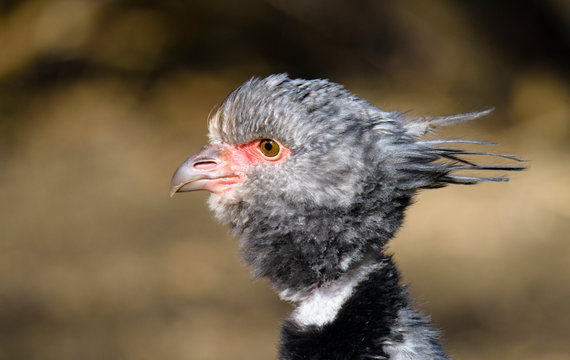 Close up portrait of a southern screamer or crested screamer (Chauna torquata) bird at the Pilsen, ZOO