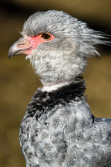 Close up portrait of a southern screamer or crested screamer (Chauna torquata) bird at the Pilsen, ZOO