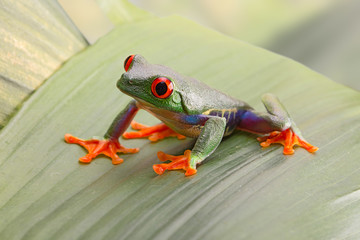 Red eyed tree frog, or Agalychnis callydrias a small beautiful amphibian from the jungle of Costa Rica.