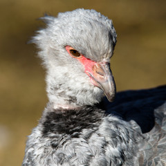 Close up portrait of a southern screamer or crested screamer (Chauna torquata) bird at the Pilsen, ZOO