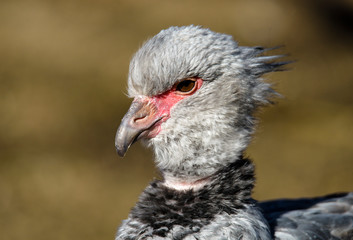 Close up portrait of a southern screamer or crested screamer (Chauna torquata) bird at the Pilsen, ZOO