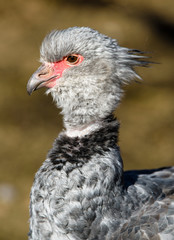 Close up portrait of a southern screamer or crested screamer (Chauna torquata) bird at the Pilsen, ZOO