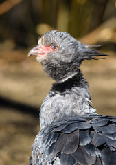 Close up portrait of a southern screamer or crested screamer (Chauna torquata) bird at the Pilsen, ZOO