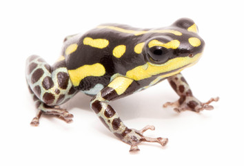 Obraz premium Ranitomeya flavovitata