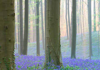early morning light spring forest with violet blue bells in the foggy mist. These wild flowers cover the floor of the woods with a carpet of color.. Bluebells are beautiful wildflowers.