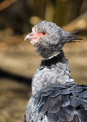 Close up portrait of a southern screamer or crested screamer (Chauna torquata) bird at the Pilsen, ZOO