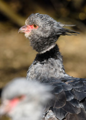 Close up portrait of a southern screamer or crested screamer (Chauna torquata) bird at the Pilsen, ZOO