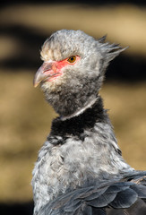 Close up portrait of a southern screamer or crested screamer (Chauna torquata) bird at the Pilsen, ZOO