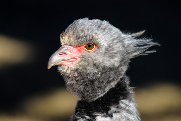 Close up portrait of a southern screamer or crested screamer (Chauna torquata) bird at the Pilsen, ZOO