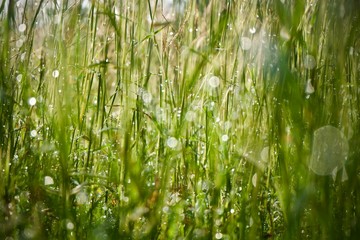 grass with water drops