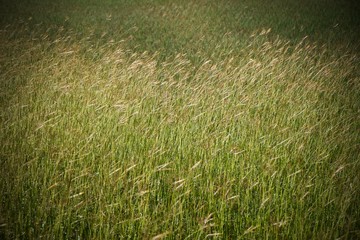 green grass in the field