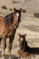 Wild Horse Mare and Foal in Winter