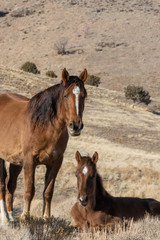 Wild Horse Mare and Foal in Winter
