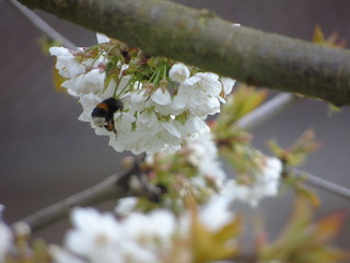 Bumblebee on cherry tree