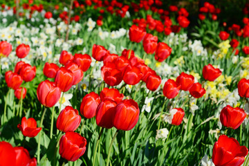 Tulips flower bed in springtime. Colorful Holland tulips with narcissus flowers.