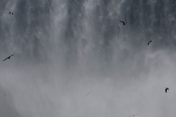 Niagara Falls with Gulls in the Foreground
