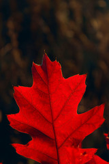 Scarlet Oak Cropped Shot. Close Up Of Pin Oak. Red Leaves. Cropped Shot Of Autumn Tree. Autumn Nature Background. Colorful Background Of Natural Autumn Foliage. Nature Background.