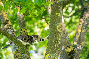 little cat in the tree