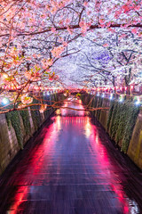 Beautiful night light of Sakura or Cherry blossom season in Tokyo at Meguro river Japan