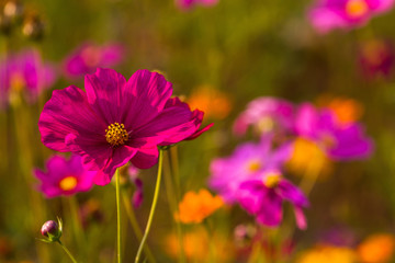 Obraz premium Cosmos bipinnatus flowers, one that easy to treat stupid, and growing fast, can be grown in any sunlight, whether it is summer. Cold or rain.