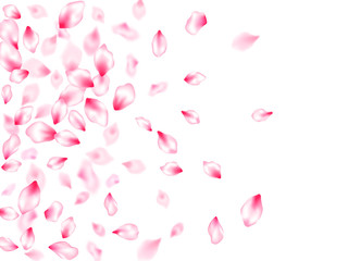 Japanese cherry blossom pink flying petals