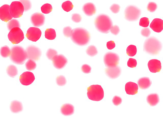 Pink rose petals falling vector valentine background.