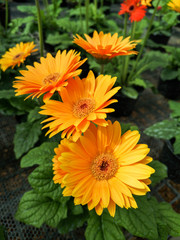 beautiful of Transvaal Daisy or Majorette Gerbera flower in the garden