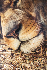 Close up sur le museau d'un lion
