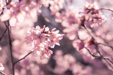 Japanese cherry Blossom (Sakura tree) spring season or hanabi season in japan, outdoor pastel color background