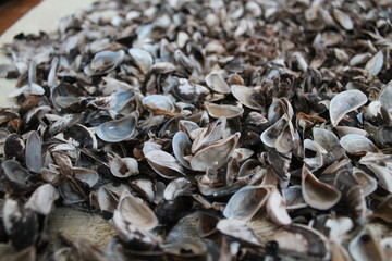 marine shells