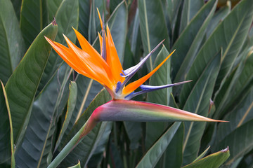Bird of Paradise Flower, Dalat Flower Garden Park, Vietnam