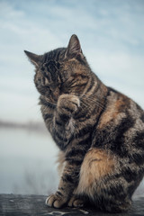 Cat sits on a board and licking up